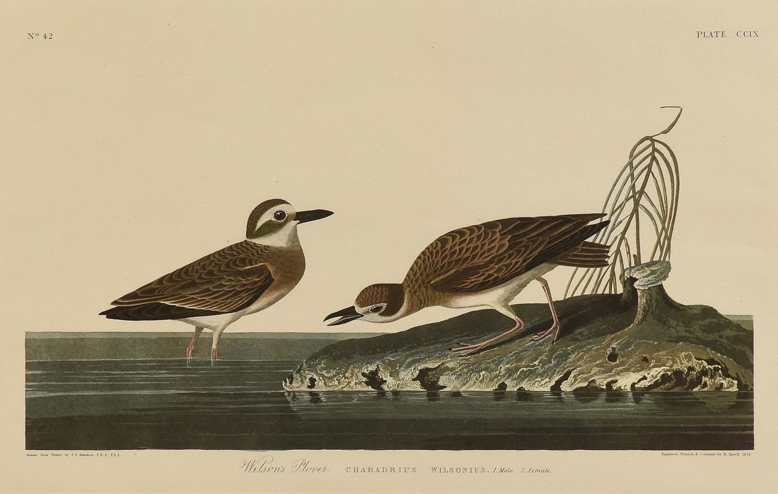 after JOHN JAMES AUDUBON (American 1785-1851) AN (1 of 8)