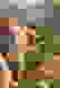 item-96750288=8