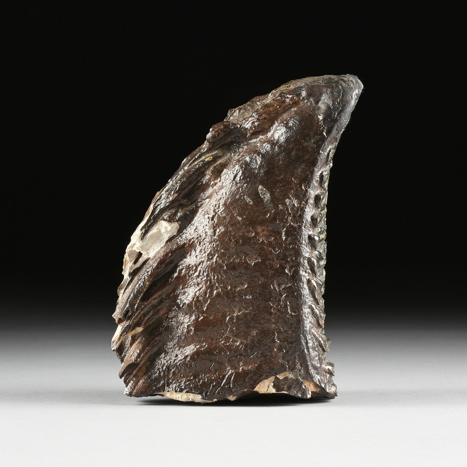 A MAMMOTH TOOTH FOSSIL, PLEIOSCENE-HELIOCENE ERA,: A MAMMOTH TOOTH FOSSIL, PLEIOSCENE-HELIOCENE ERA, CIRCA 5,000,000 - CIRCA 4,000 YEARS AGO, the tooth exhibiting approximately ten ridges and covered throughout in a glossy brown varnish. Height: 5" Wi