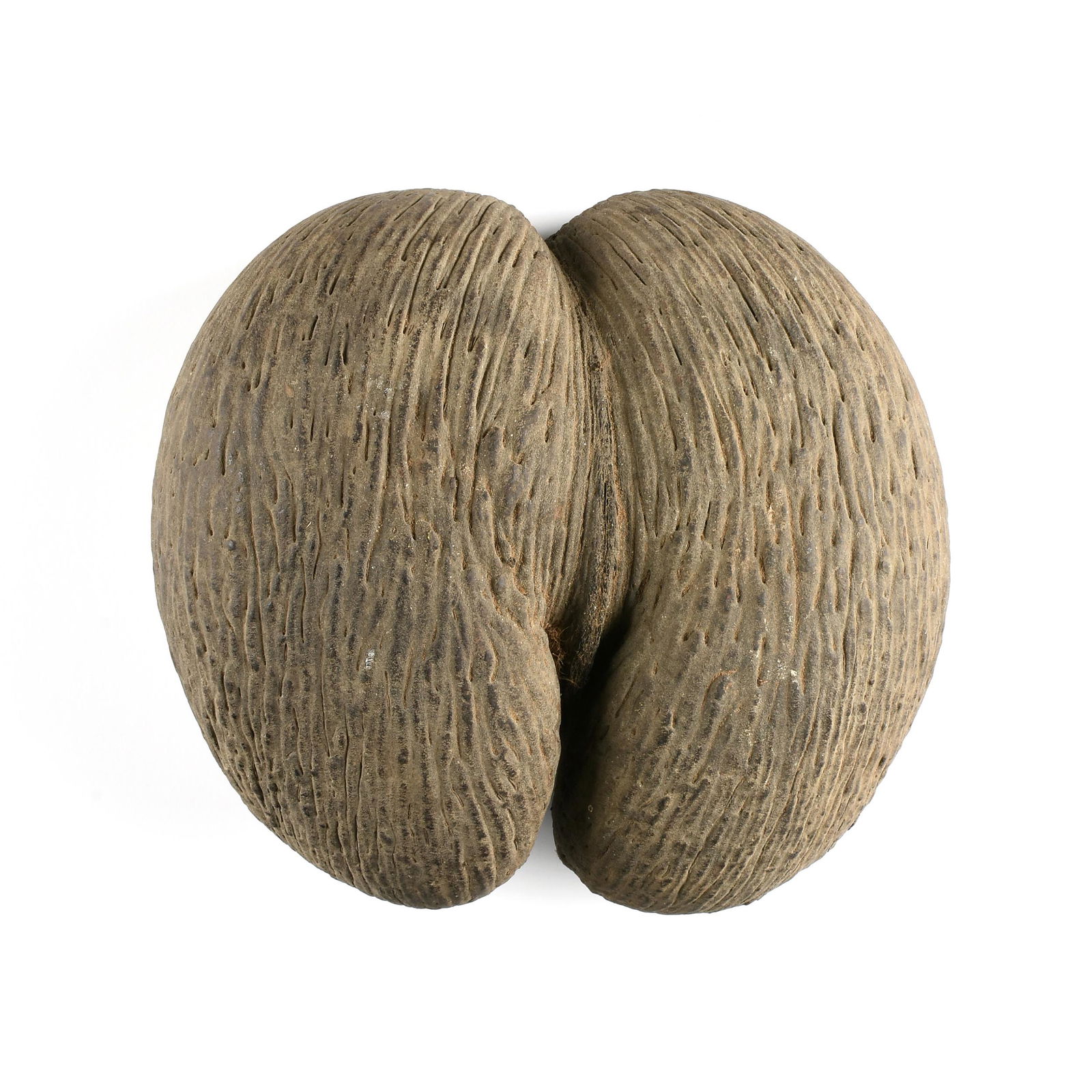 A VINTAGE COCO DE MER FERTILITY NUT, SEYCHELLES, 20TH (1 of 4)
