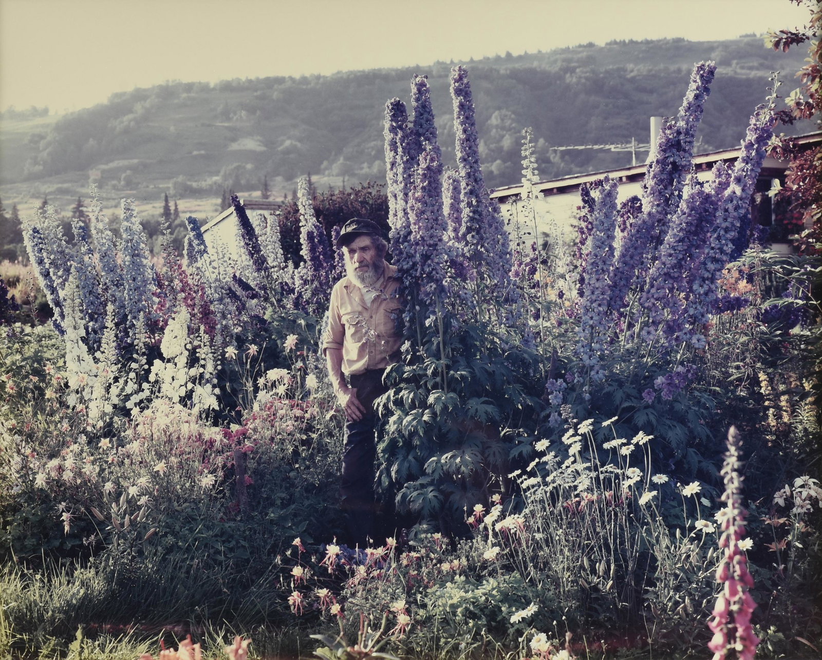 JOEL STERNFELD (American b. 1944) A PHOTOGRAPH, "A: JOEL STERNFELD (American b. 1944) A PHOTOGRAPH, "A Blind Man in His Garden," HOMER, ALASKA, 1984, photograph in colors on paper. 13" x 16 1/4" Provenance: Corporate Collection of Photography, Houston,