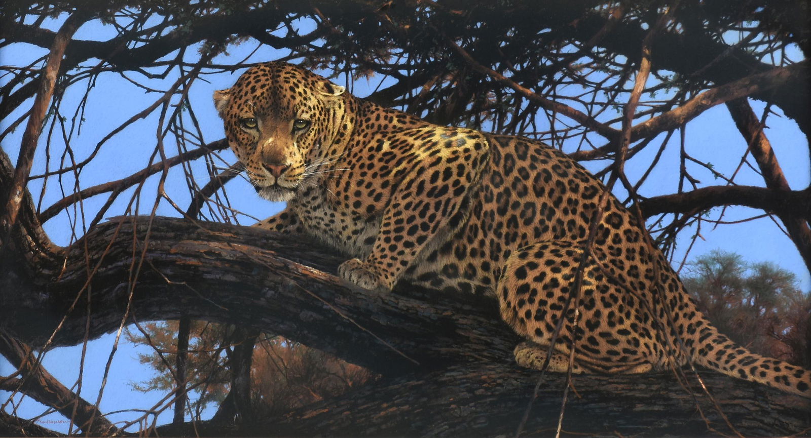 KIM DONALDSON (Zimbabwean b. 1952) A DRAWING, "Leopard (1 of 14)