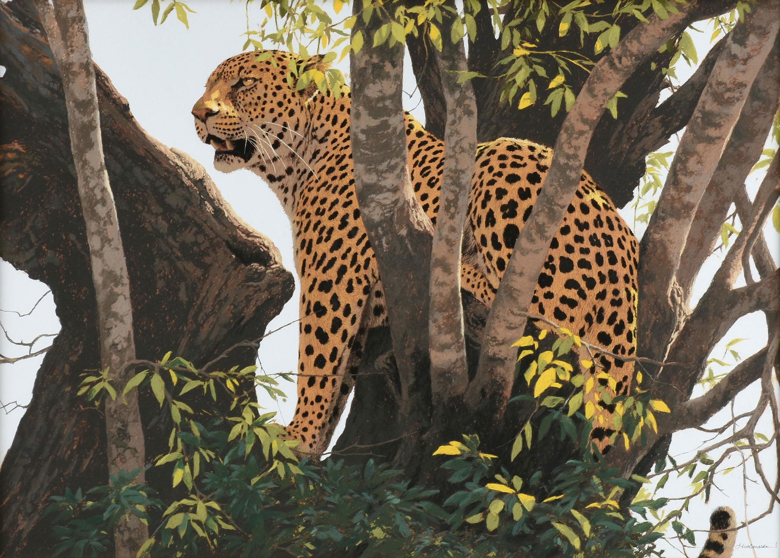 KIM DONALDSON (Zimbabwean b. 1952) A DRAWING, "Leopard (1 of 15)