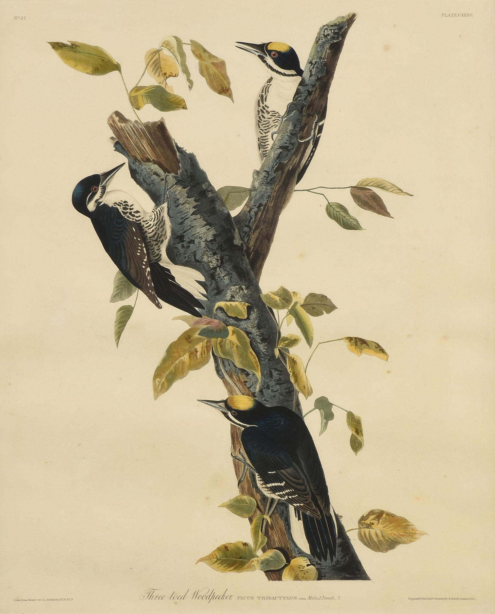 after JOHN JAMES AUDUBON (American 1785-1851) A PRINT, (1 of 13)