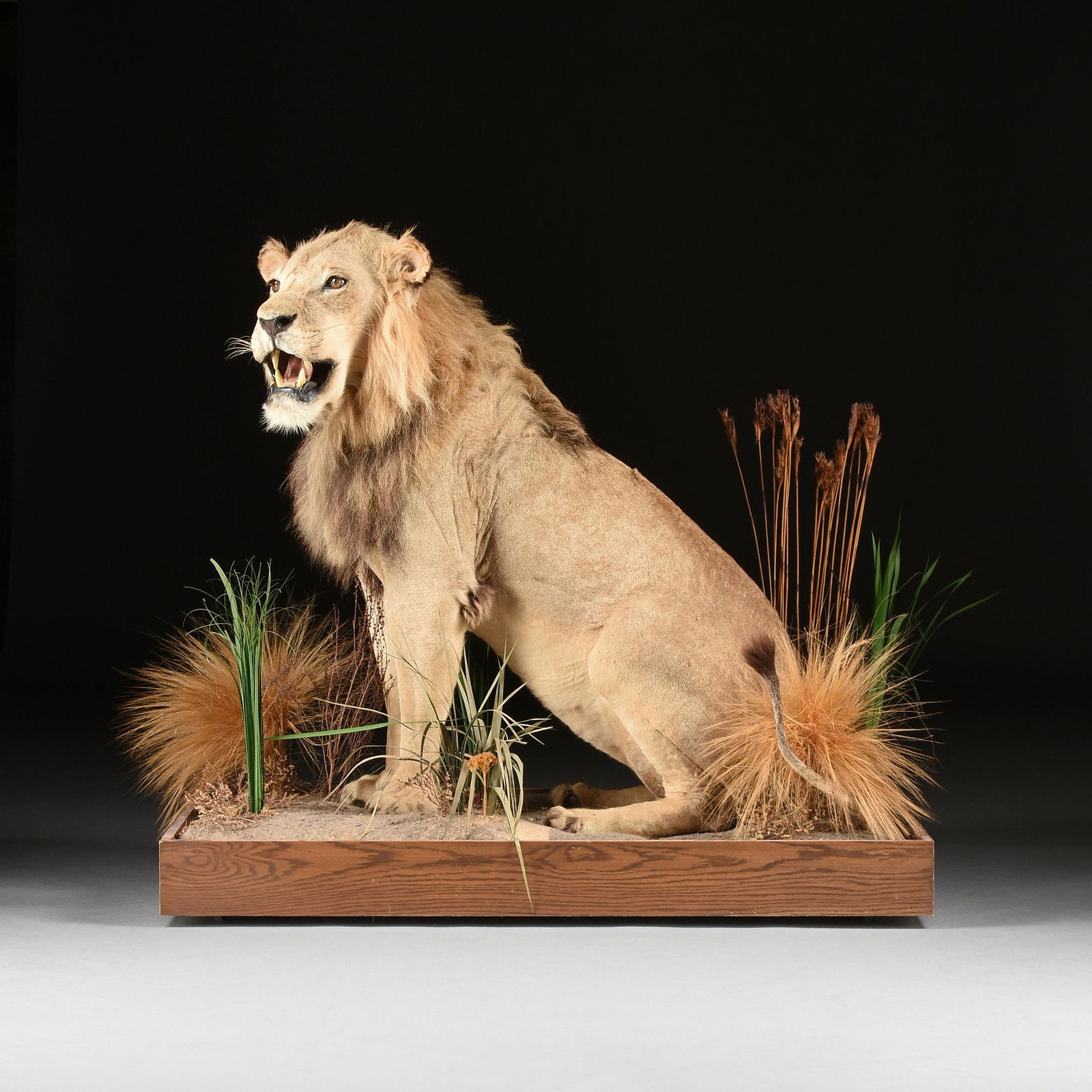 A VINTAGE TROPHY TAXIDERMY AFRICAN LION ON LANDSCAPED BASE, BY TOM'S TAXIDERMY, VICTORIA, TEXAS, (1 of 12)