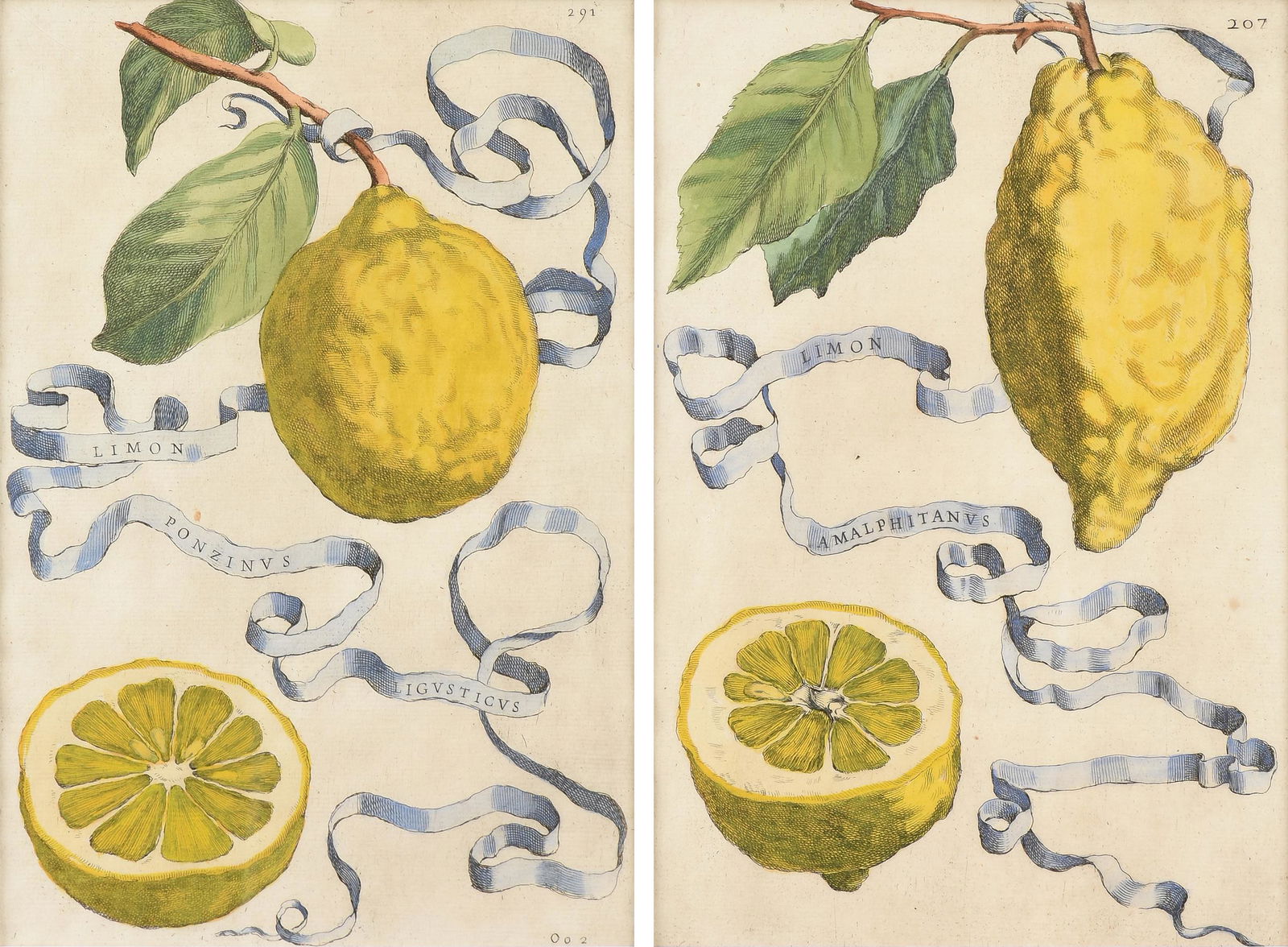 CORNELIUS BLOEMAERT II (Dutch 1603-1684) TWO PRINTS, "Lemons," 17TH CENTURY, (1 of 11)