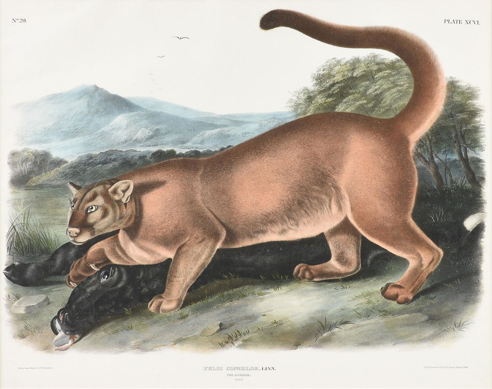JOHN WOODHOUSE AUDUBON (American 1812-1862) A PRINT, "The Cougar," 1846, (1 of 13)