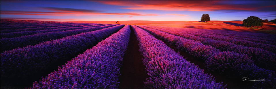 PETER LIK (Australian b. 1959) A PHOTOGRAPH, "Splendour," 21ST CENTURY,: PETER LIK (Australian b. 1959) A PHOTOGRAPH, "Splendour," 21ST CENTURY, color photograph, signed and numbered L/R, "Peter Lik 219/950;" 19" x 58 1/2", framed 37" x 76 1/2". Note: Accompanied by a cert