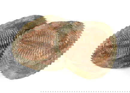 A TRILOBITE FOSSIL, TWO PIECE CAST AND MOLD, PROBABLY CAMBRIAN TO DEVONIAN PERIOD, 540-350 MILLION: A TRILOBITE FOSSIL, TWO PIECE CAST AND MOLD, PROBABLY CAMBRIAN TO DEVONIAN PERIOD, 540-350 MILLION YEARS AGO, both the mold and the cast preserved here with "U" form horns and rippling body presented