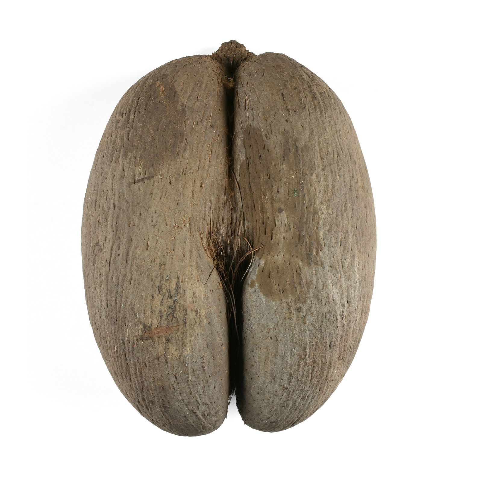 A VINTAGE COCO DE MER FERTILITY NUT, SEYCHELLES, 20TH CENTURY, (1 of 3)