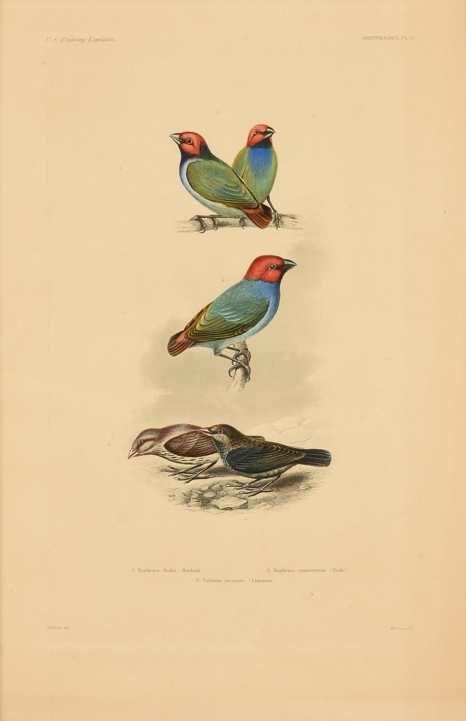 TITIAN RAMSAY PEALE (American 1799-1885) A PRINT, "Finches," 1858,: TITIAN RAMSAY PEALE (American 1799-1885) A PRINT, "Finches," 1858, engraving with hand-coloring, a plate from John Cassin's, "Mammalogy and Ornithology," featuring, "1. Erythrura Pealei. Hartlaub. 2.