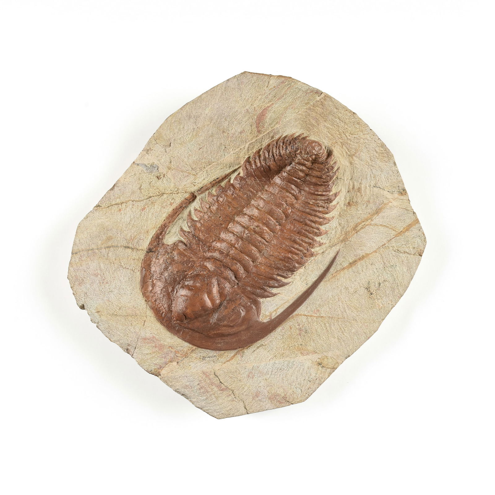 A PALEOZOIC RED TRILOBITE FOSSIL, HOLLARDOPS, PHACOPIDA, DEVONIAN, APPROXIMATELY 410-360 MILLION YEA (1 of 2)
