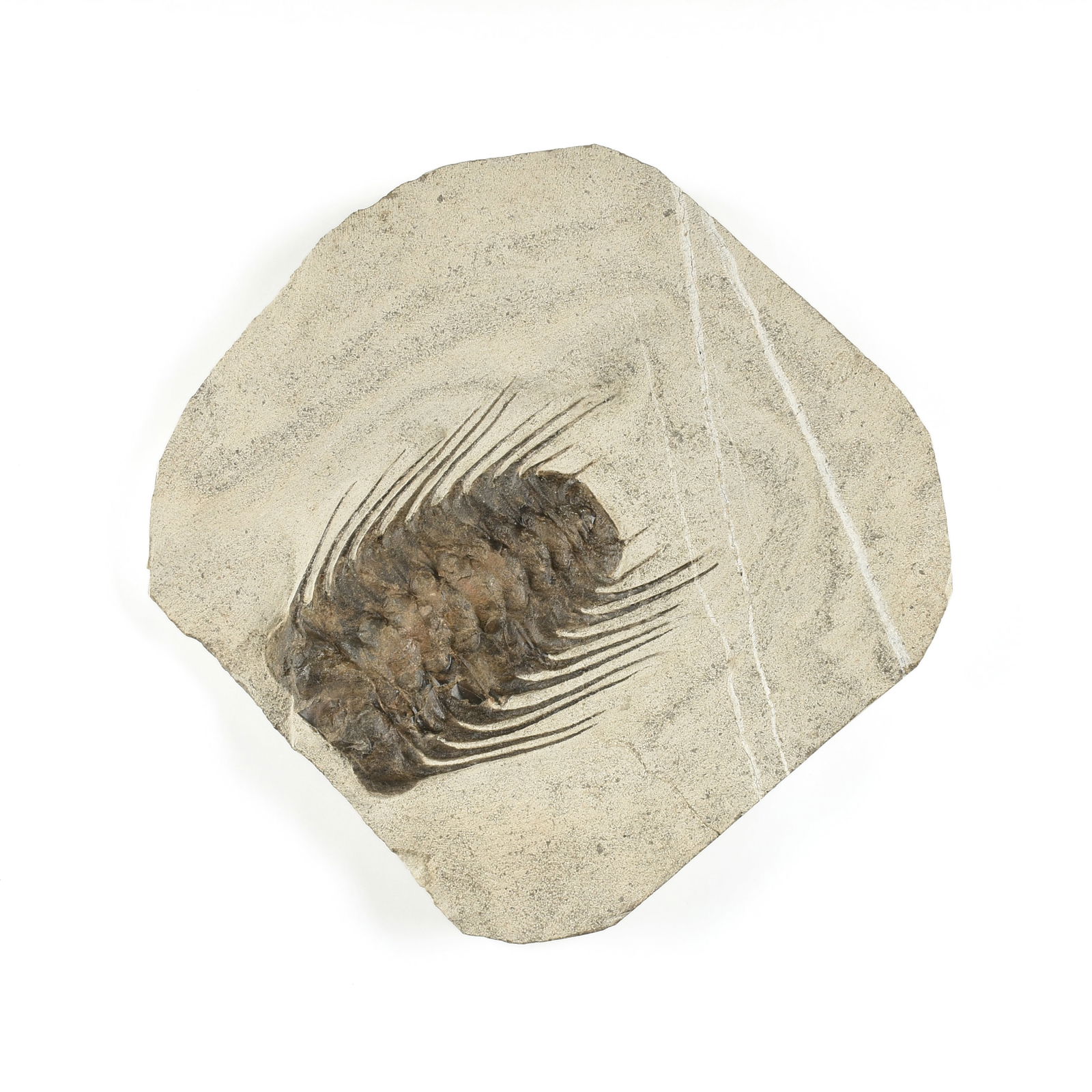 A PALEOZOIC TRILOBITE FOSSIL, ODONTOPLEURIDA, MIDDLE CAMBRIAN TO FRASNIAN STAGE OF THE LATE DEVONIAN (1 of 2)
