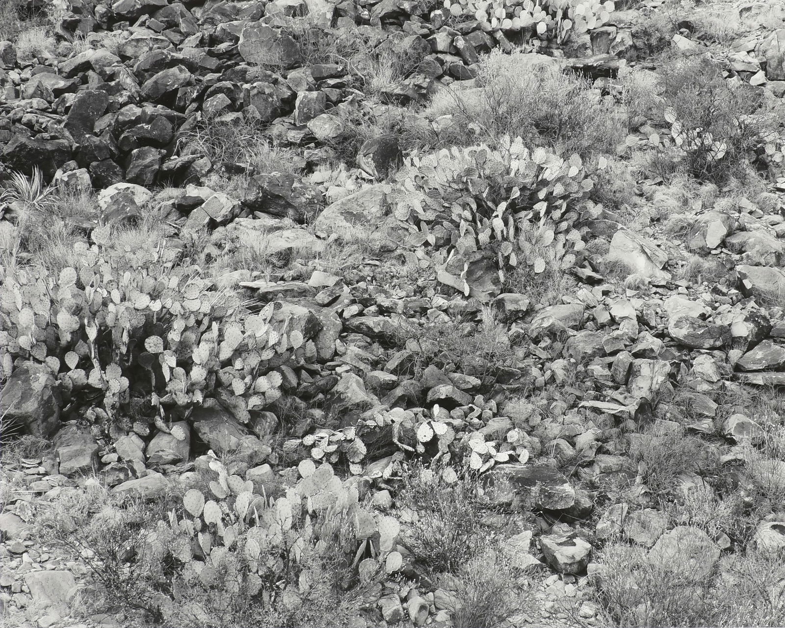 JACK RIDLEY (American/Texas b. 1948) A PHOTOGRAPH, "Prickly Pear and Rocks, Paint Gap Hills, Big: JACK RIDLEY (American/Texas b. 1948) A PHOTOGRAPH, "Prickly Pear and Rocks, Paint Gap Hills, Big Bend," 2011, archival pigment print, signed L/R, "R Jack Ridley," titled L/L, "Prickly Pear and Rocks,