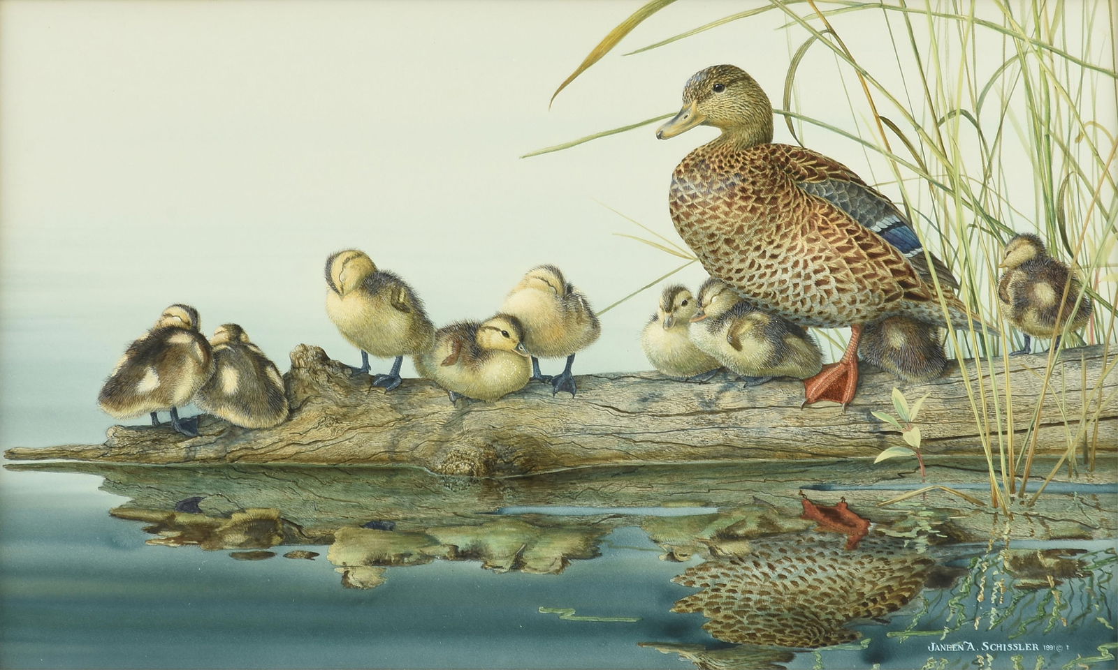 JANEEN SCHISSLER (American) A PAINTING, "Mallard Hen with Downey Young," 1991 (1 of 10)