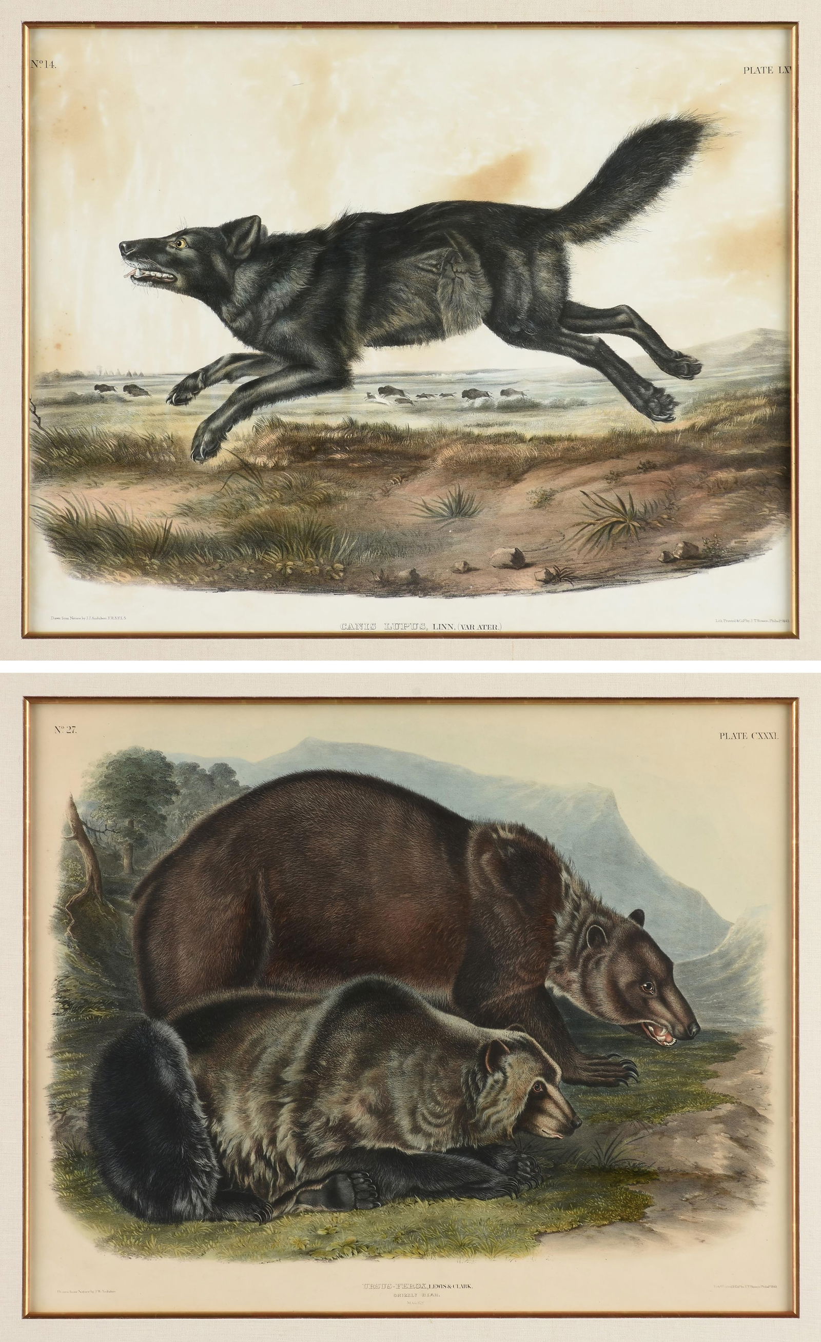 JOHN JAMES AUDUBON (American 1785-1851) and JOHN WOODHOUSE AUDUBON (American 1812-1862) "Canis: JOHN JAMES AUDUBON (American 1785-1851) and JOHN WOODHOUSE AUDUBON (American 1812-1862) "Canis Lupus," and "Ursus-Ferrox," 1845 and 1848, two separate lithographs printed and colored by J.T. Bowen, Ph