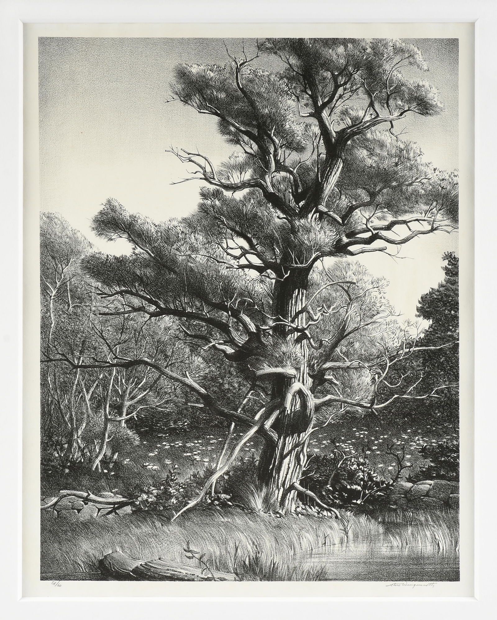 STOW WENGENROTH (American 1906-1978) "Old Willow," 1946,: STOW WENGENROTH (American 1906-1978) "Old Willow," 1946,lithograph on paper, form an edition of 60, signed lower right, "Stow Wengeroth."15 1/4 x 11 3/4 in. (38.7 x 29.8 cm.), Frame: 24 1/2 x 20 3/4 i