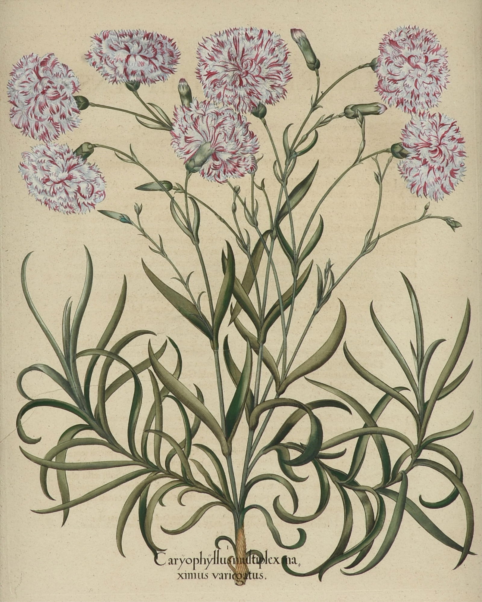 BASILIUS BESLER (1561-1629) "Hortus Eystettensis," 1613,: BASILIUS BESLER (1561-1629) "Hortus Eystettensis," 1613,hand-colored copper engraving, with paper label on reverse from OGGI Antique Prints, Houston, Texas.Sight: 20 1/4 x 16 1/4 in. (51.4 x 41.3 cm.)