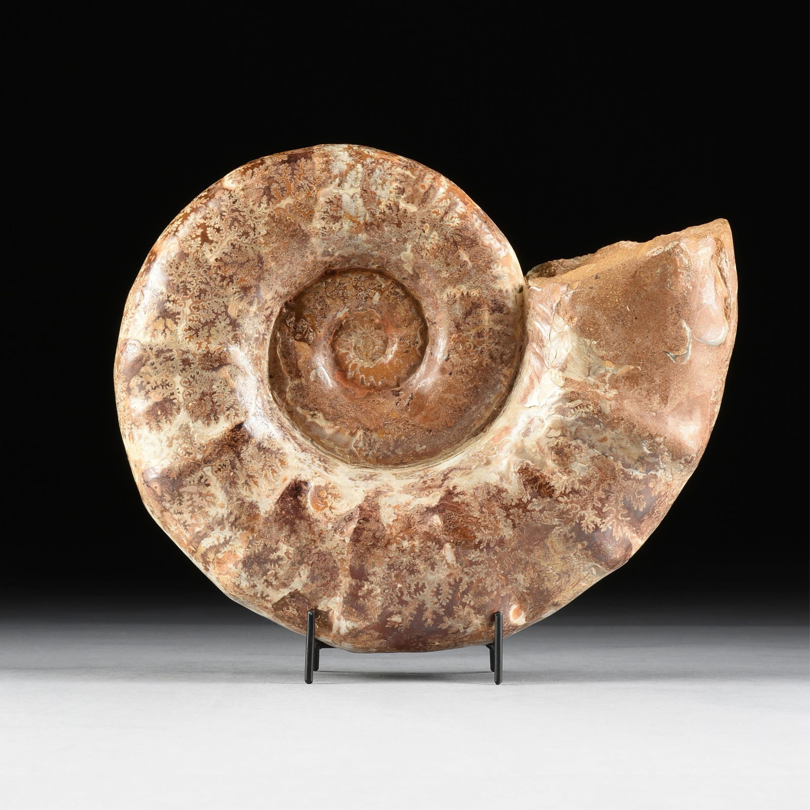 A TULEAR AMMONITE SPECIMEN, MADAGASCAR, (1 of 5)