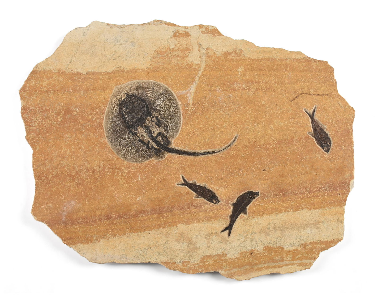 A FOSSIL STINGRAY WITH FISH, WYOMING, LOWER EOCENE,: A FOSSIL STINGRAY WITH FISH, WYOMING, LOWER EOCENE,a 50 million year old fossil slab containing a Heliobatus radians (Stingray) and two extinct species of fish, Diplomystus dentatus and Knightia eoeae