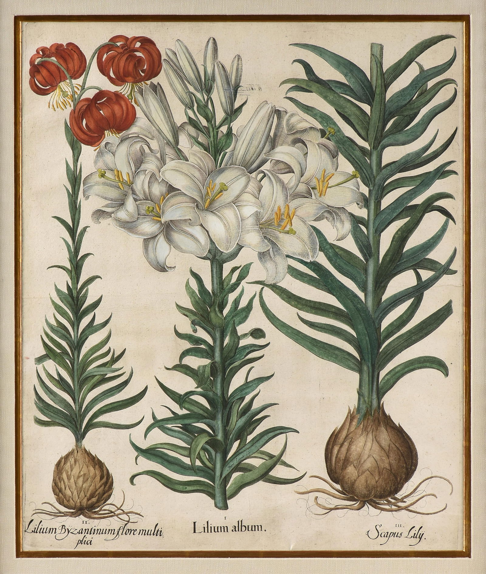 BASILIUS BESLER (German 1561-1629) "Madonna Lily and Red Martagon," CIRCA 1615,: BASILIUS BESLER (German 1561-1629) "Madonna Lily and Red Martagon," CIRCA 1615,hand-colored engraving on paper from Besler's, "Hortus Eystettensis."18 3/4 x 15 3/4 in. (47.6 x 40 cm.), Frame: 27 x 24