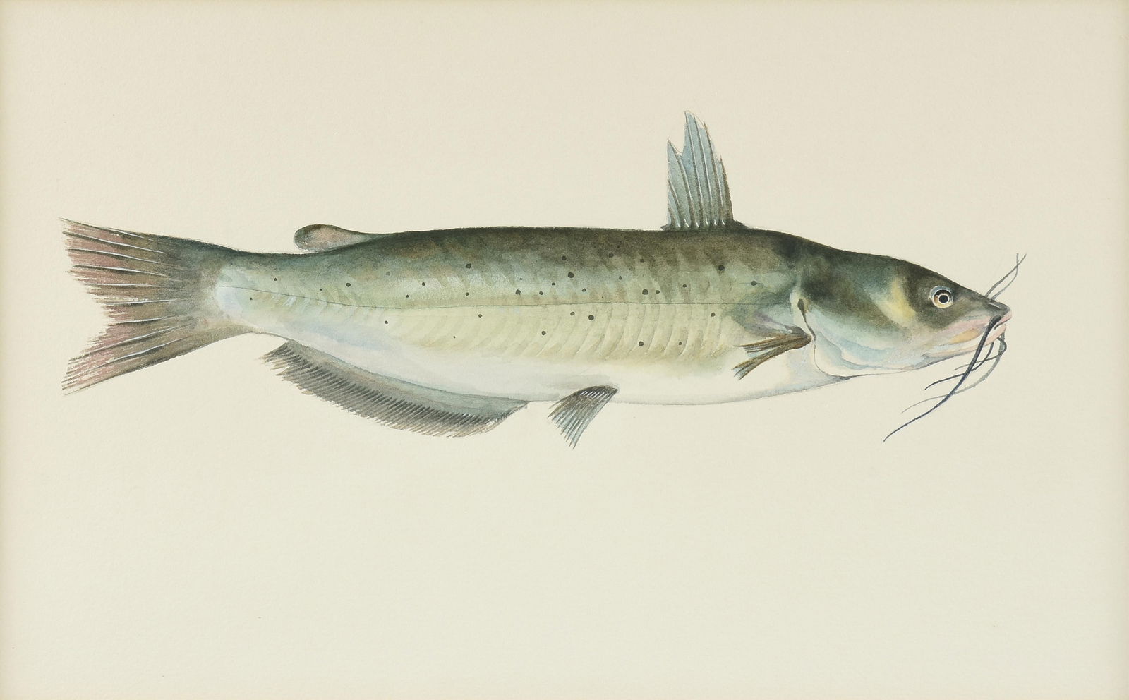 AL BARNES (American Texas 1937-2015) "Catfish," CIRCA 1970,: AL BARNES (American Texas 1937-2015) "Catfish," CIRCA 1970,watercolor on paper.10 1/2 x 17 in. (26.7 x 43.2 cm.), Frame: 18 3/4 x 24 3/4 in. (47.6 x 62.9 cm.) Provenance: Property of a National Insura