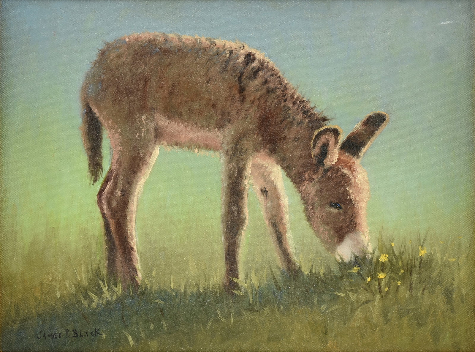 JAMES P. BLACK (American/Texas 1945-2017) Donkey Foal, 2012, (1 of 15)