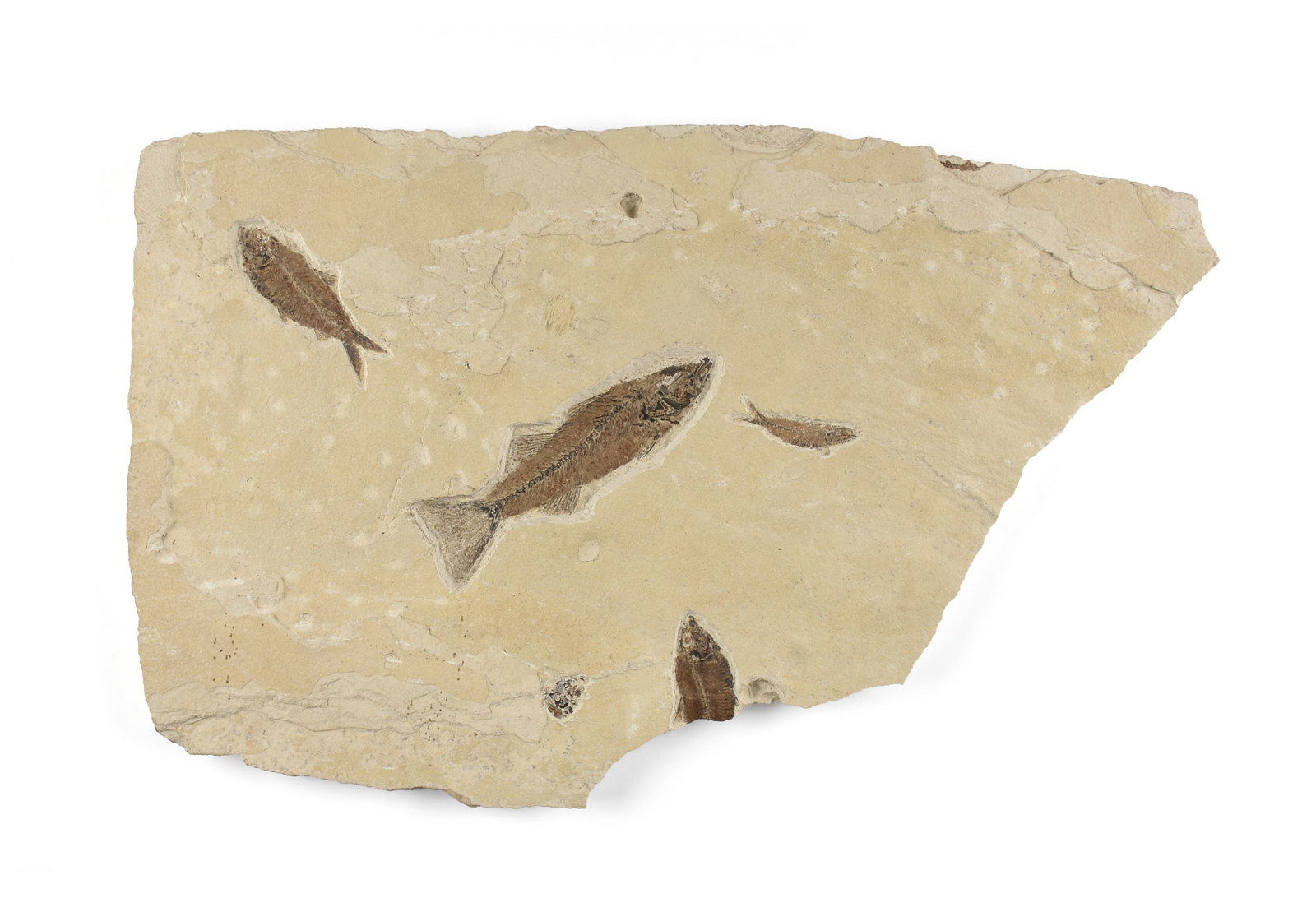 A FISH FOSSIL, PROBABLY WYOMING, LOWER EOCENE,: A FISH FOSSIL, PROBABLY WYOMING, LOWER EOCENE, a 50 million year old fossil slab containing three complete fossil and one partial fossil representing at least two different species. Largest fish lengt