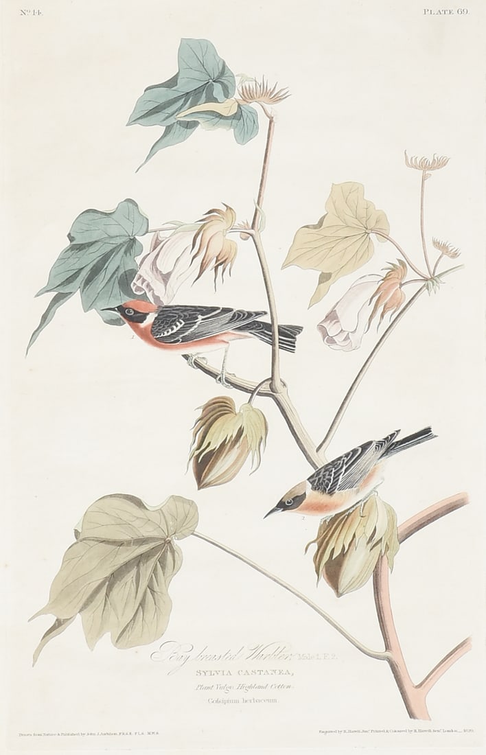 after JOHN JAMES AUDUBON (American 1785–1851) Bay Breasted Warbler, 1829, (1 of 14)