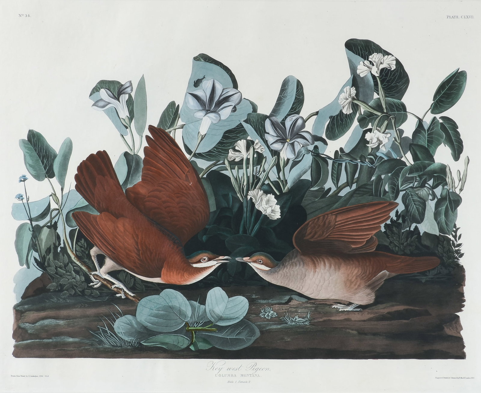 after JOHN JAMES AUDUBON (American 1785–1851) Key West Pigeon, 1833, (1 of 19)