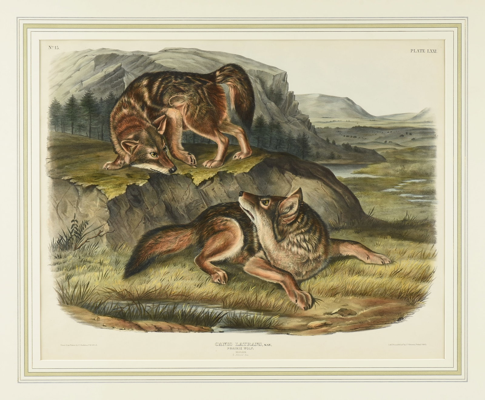 after JOHN JAMES AUDUBON (American 1785-1851) Canis Latrans, Say, Prarie Wolf, 1845, (1 of 14)