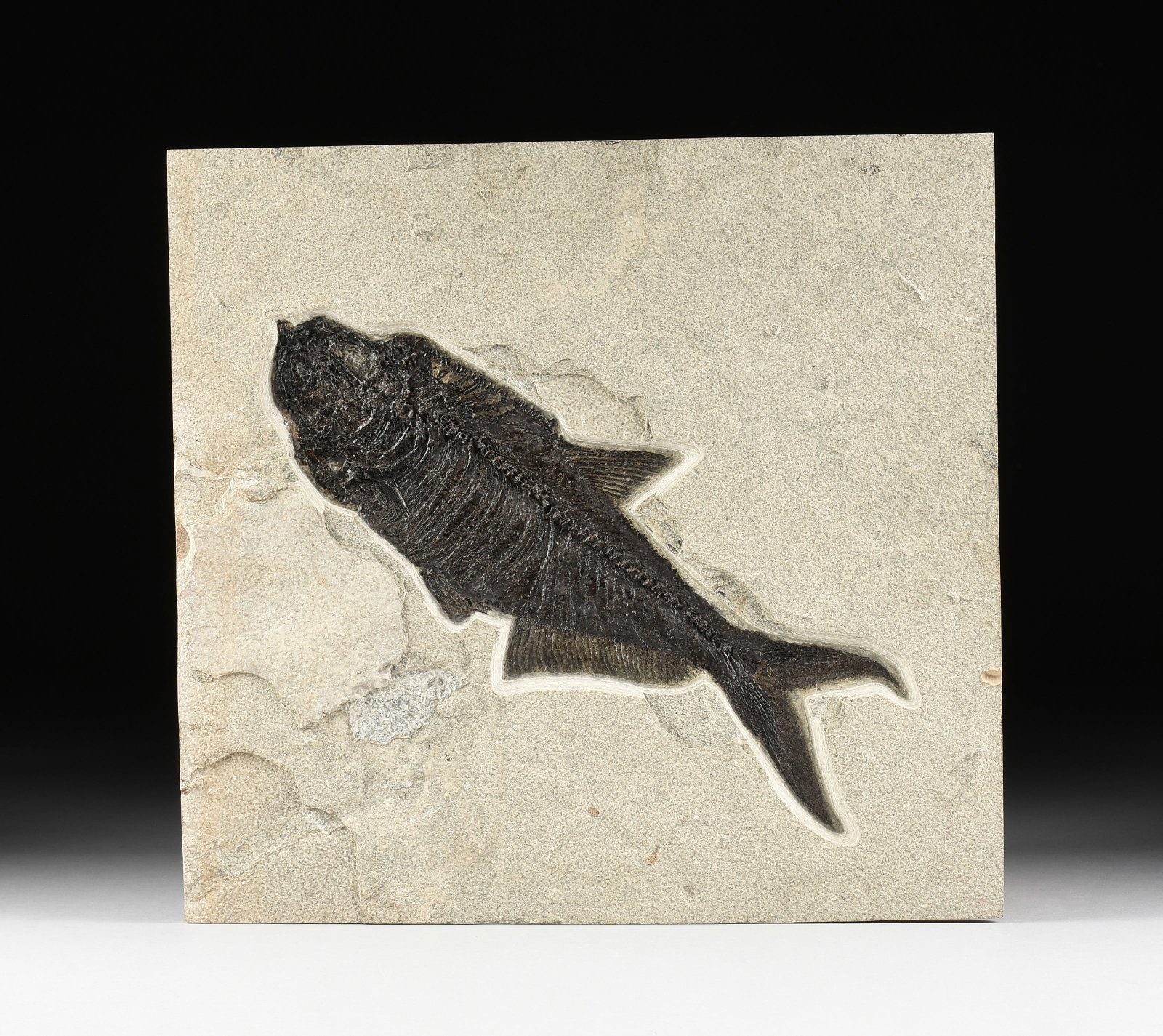 A LARGE DIPLOMYSTUS FISH FOSSIL, WYOMING, LOWER EOCENE,: A LARGE DIPLOMYSTUS FISH FOSSIL, WYOMING, LOWER EOCENE, a 50 million year old fossil slab containing a diplomystus specimen. Excavated from the Green River Formation, Wyoming, USA, and mounted to a ba