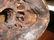 AN LATMUL NATURALISTICALLY OVERMODELED AND PAINTED - 10