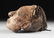 AN LATMUL NATURALISTICALLY OVERMODELED AND PAINTED - 3