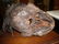 AN LATMUL NATURALISTICALLY OVERMODELED AND PAINTED - 9