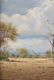 JOHANN KOCH (South African b. 1948) A PAINTING, "First - 5