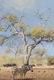 JOHANN KOCH (South African b. 1948) A PAINTING, "First - 9