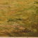H. FROGUT (20th Century) A PAINTING, "Figure in Field - 3