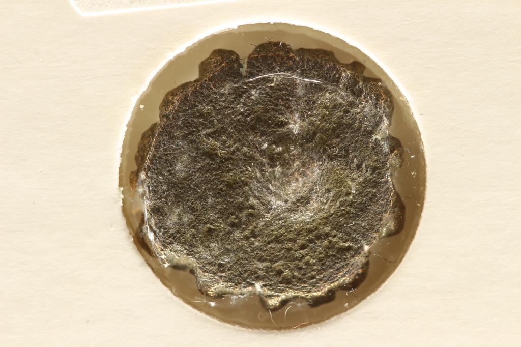 QUADRANS IMPERIAL ANCIENT COIN OF THE EARLY ROMAN (1 of 2)