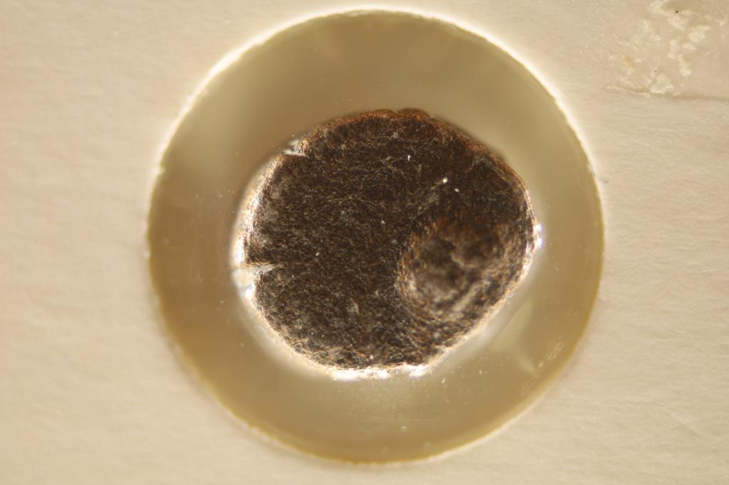 383-408 A.D. ARCADIUS ANCIENT COIN: PLEASE WATCH FOR OUR NEXT AUCTION ON MONDAY NOV. 1ST, 2021.