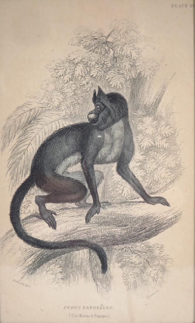 Sir Wm Jardine, Four Prints of Monkeys, 1860 (1 of 4)