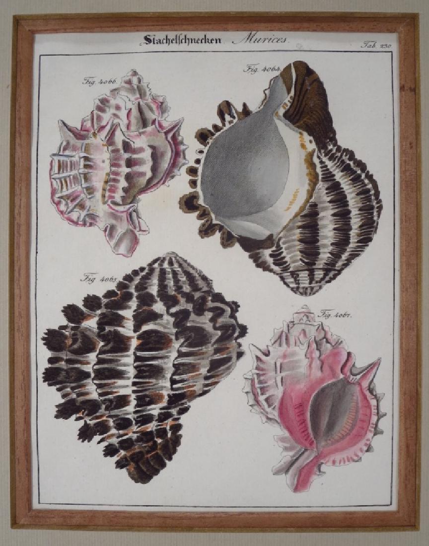 19th C. German Hand Colored Lithos,Seashells (1 of 7)