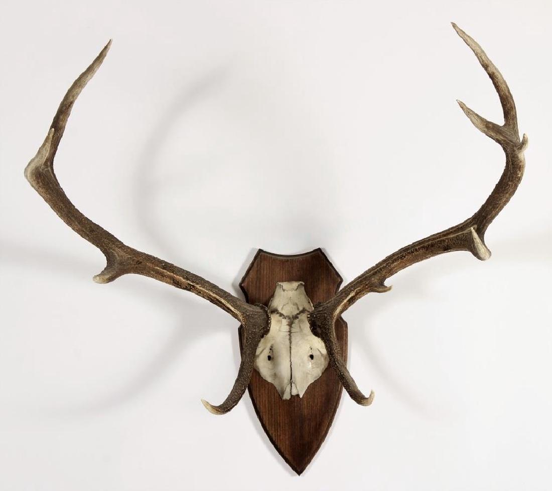 English Red Deer Antlers on mount,10 Points (1 of 6)