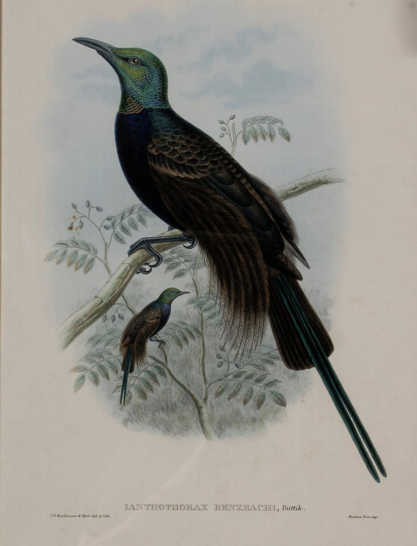 John Gould, Hand colored Litho c. 1880 (1 of 5)