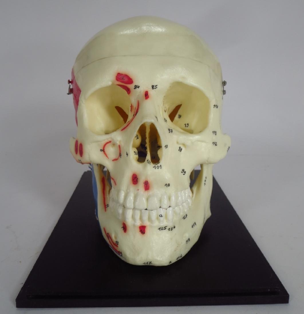 "Claude" Professional Anatomical Skull, Cased (1 of 6)