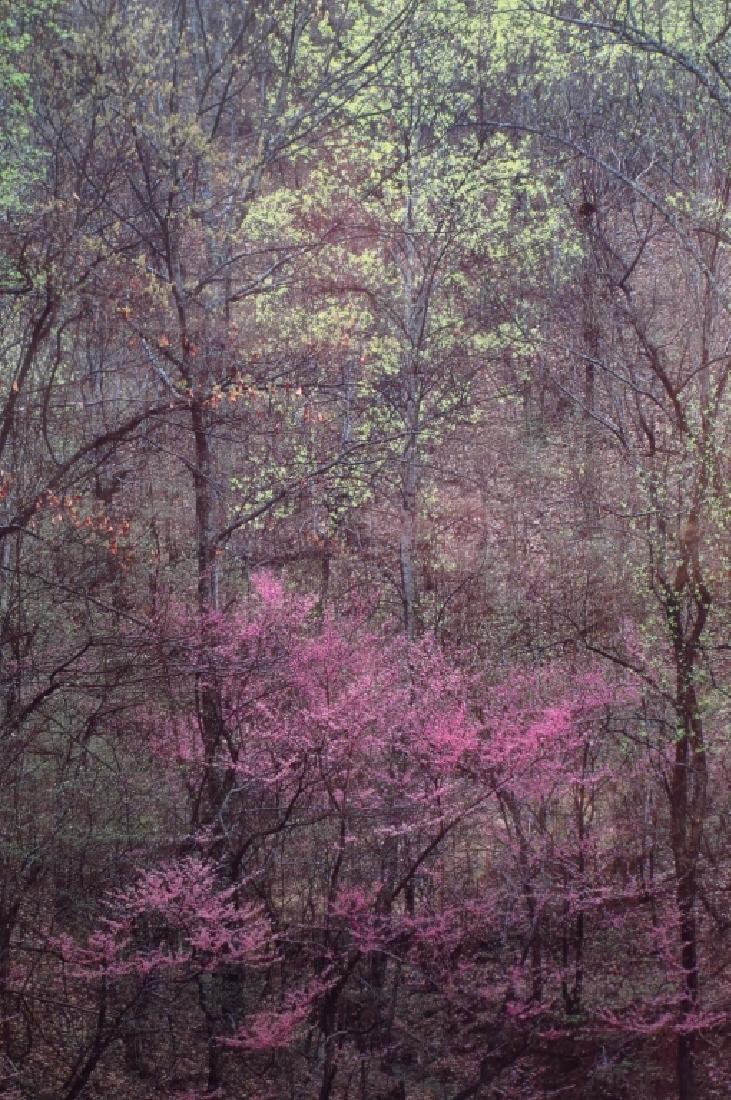 Eliot Porter,1901-1990, 'Red-Bud Trees", Photo (1 of 4)
