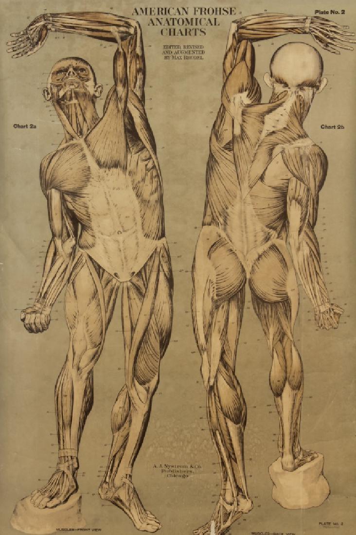 Frohse Anatomical Chart, Muscular System, c.1918 (1 of 9)