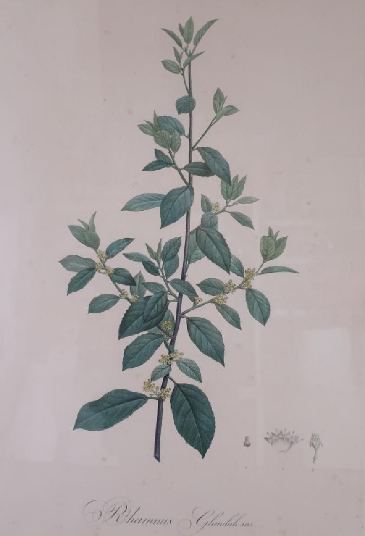 Lot of 2 after Redoute Botanical Engravings 19th C (1 of 6)