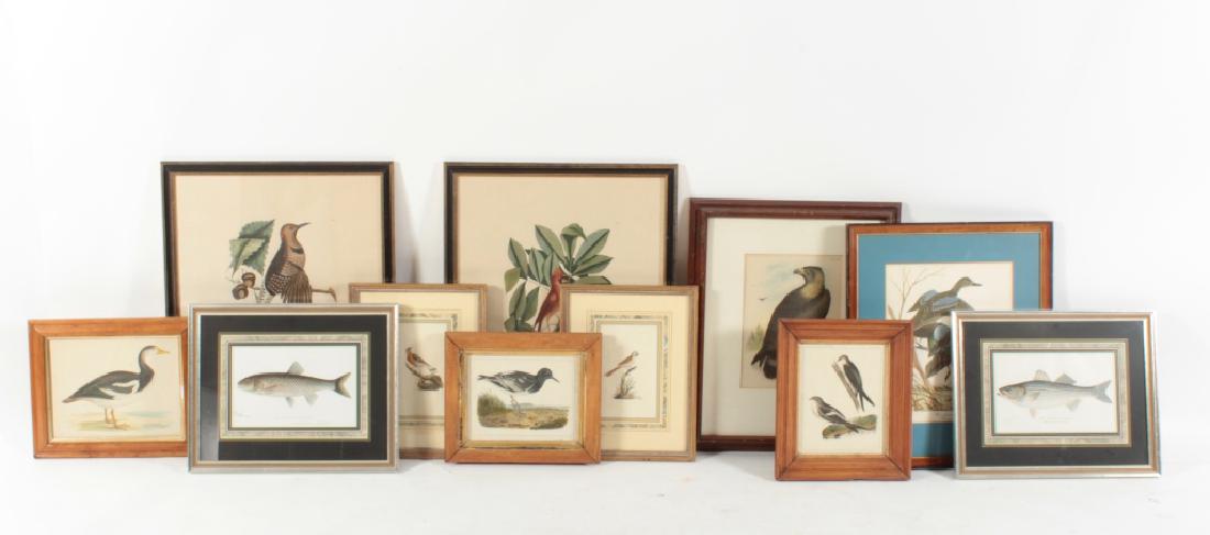 11 Framed Antique and Decorative Bird/Fish Prints (1 of 6)