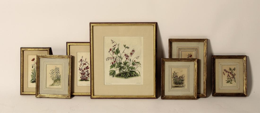 Group of 7 Botanicals, color lithographs (1 of 7)